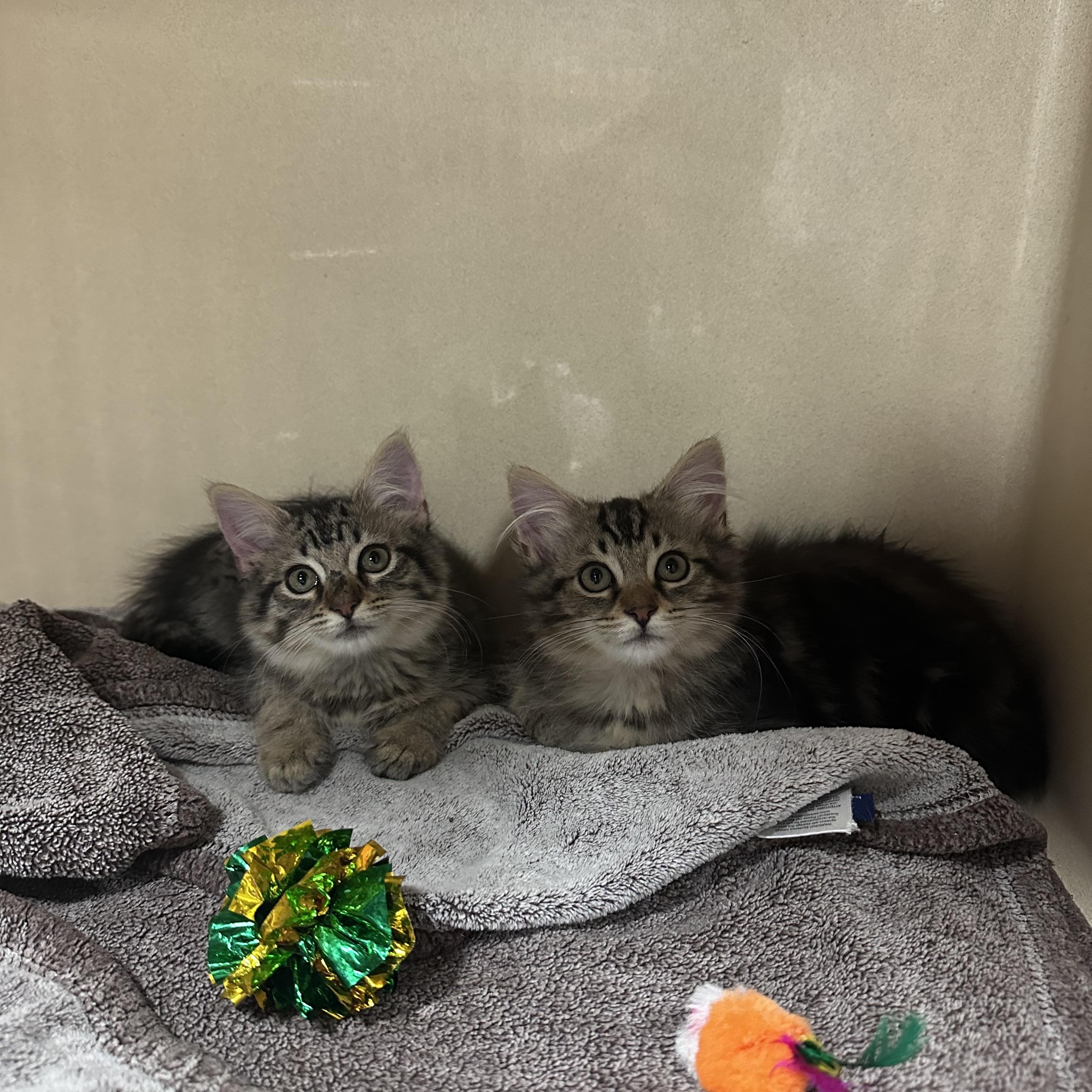 Koa, an adopted Domestic Long Hair in Brick, NJ image 3/4