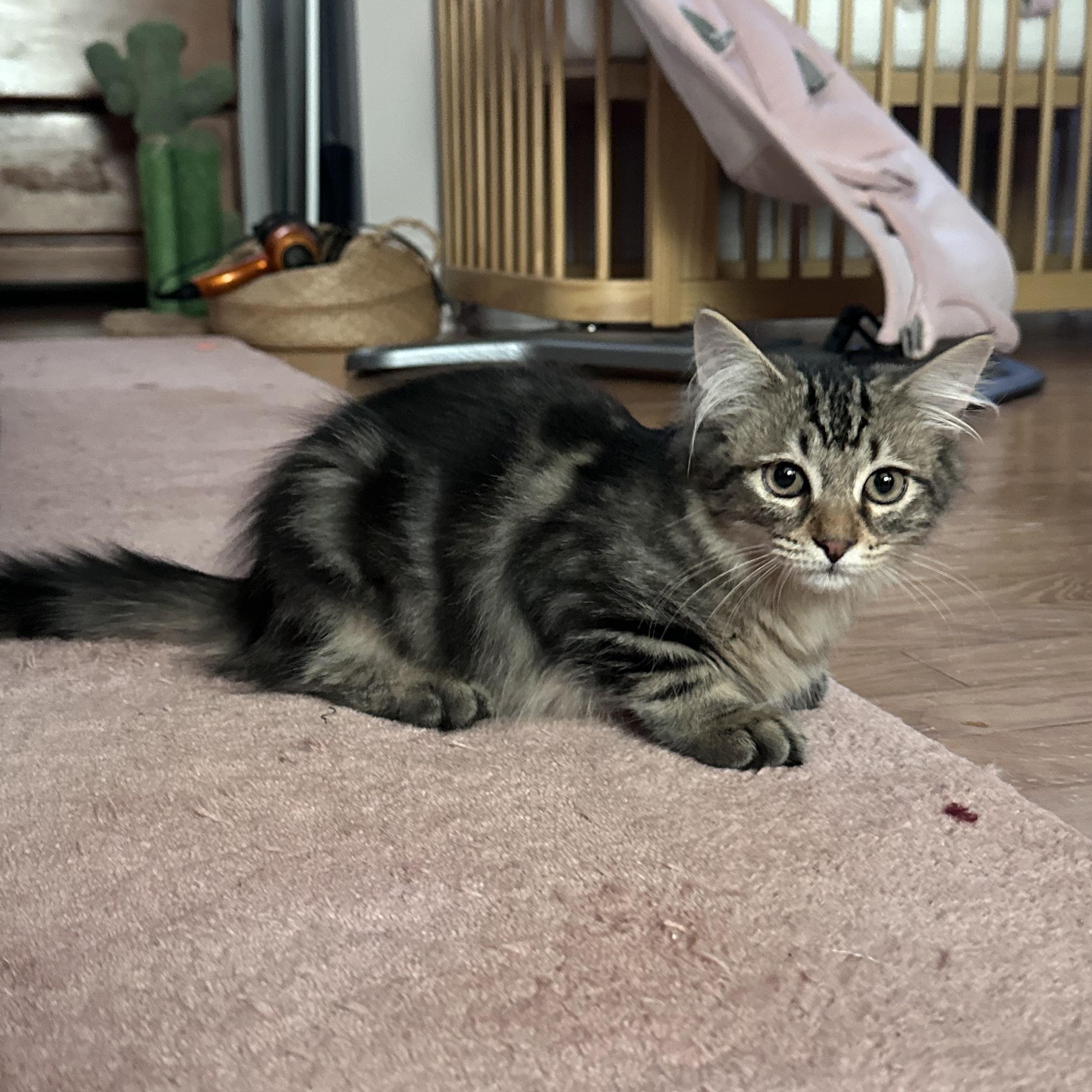 Koa, an adopted Domestic Long Hair in Brick, NJ image 1/4