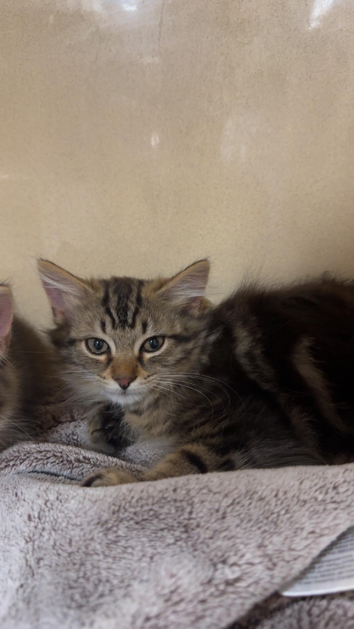 Koa, an adopted Domestic Long Hair in Brick, NJ image 2/4