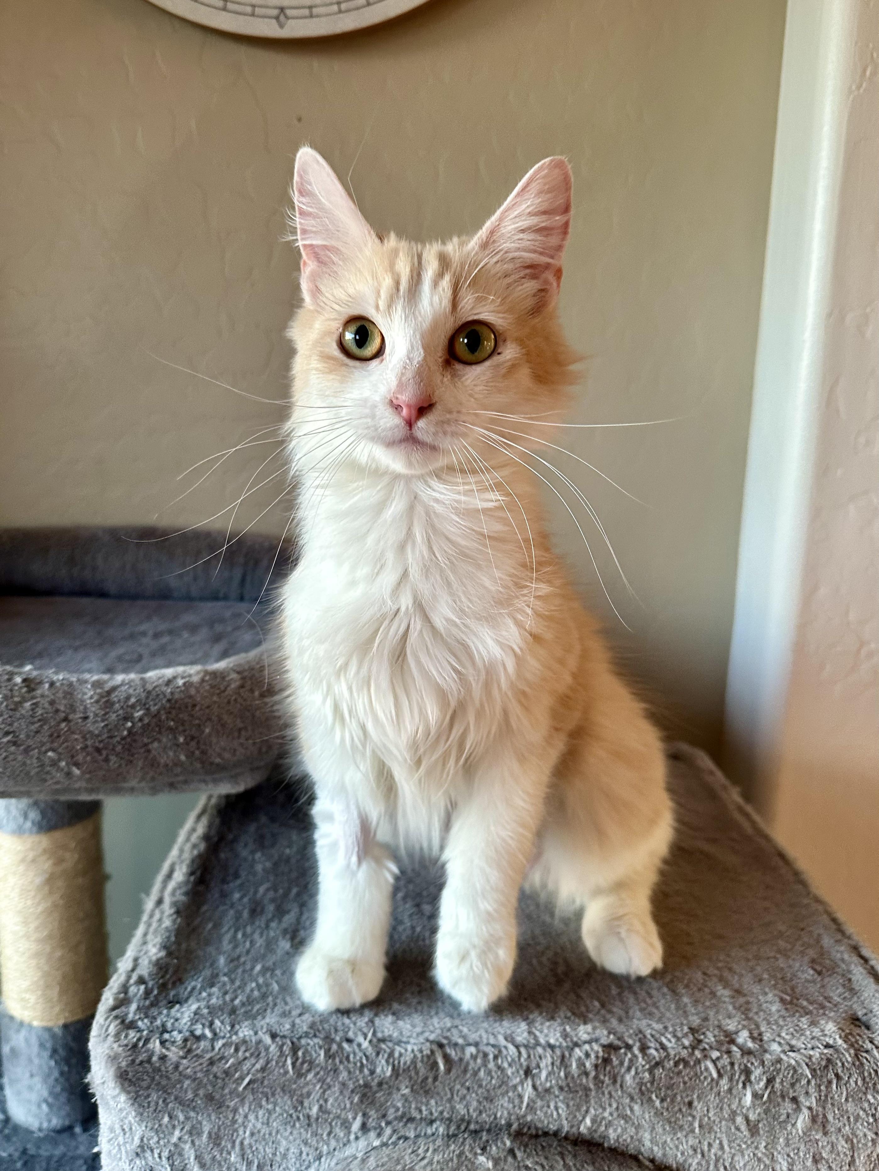 Daphne, ADOPTABLE, Young Female Domestic Medium Hair.