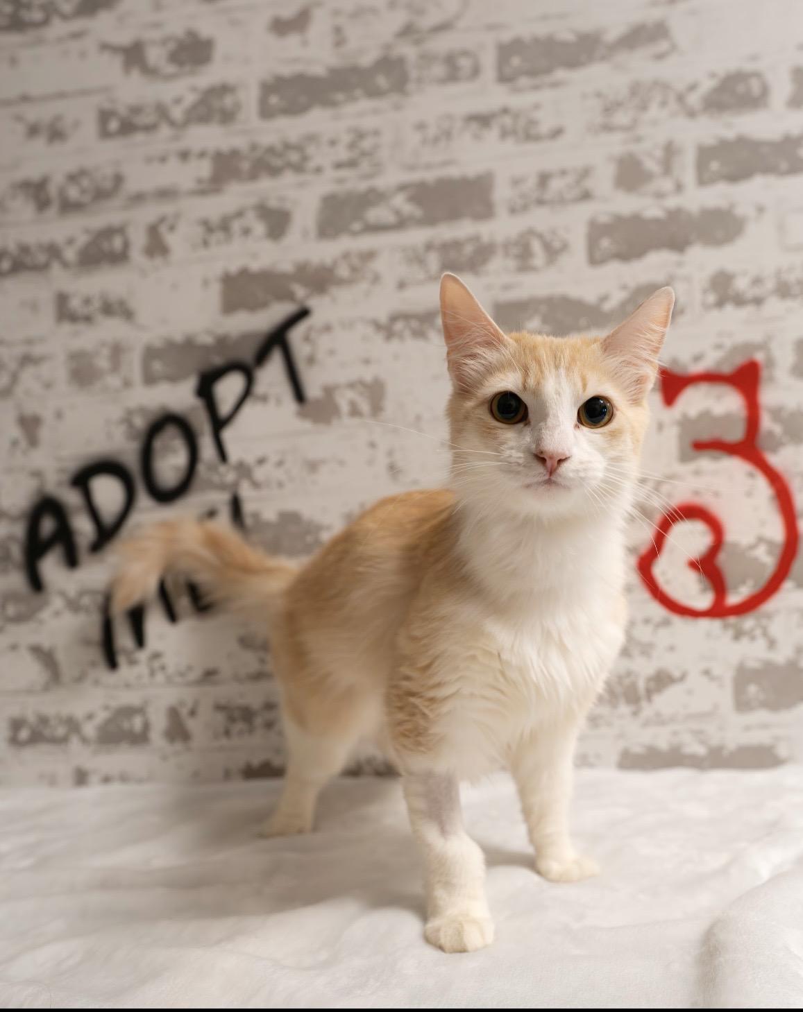 Daphne, ADOPTABLE, Young Female Domestic Medium Hair.