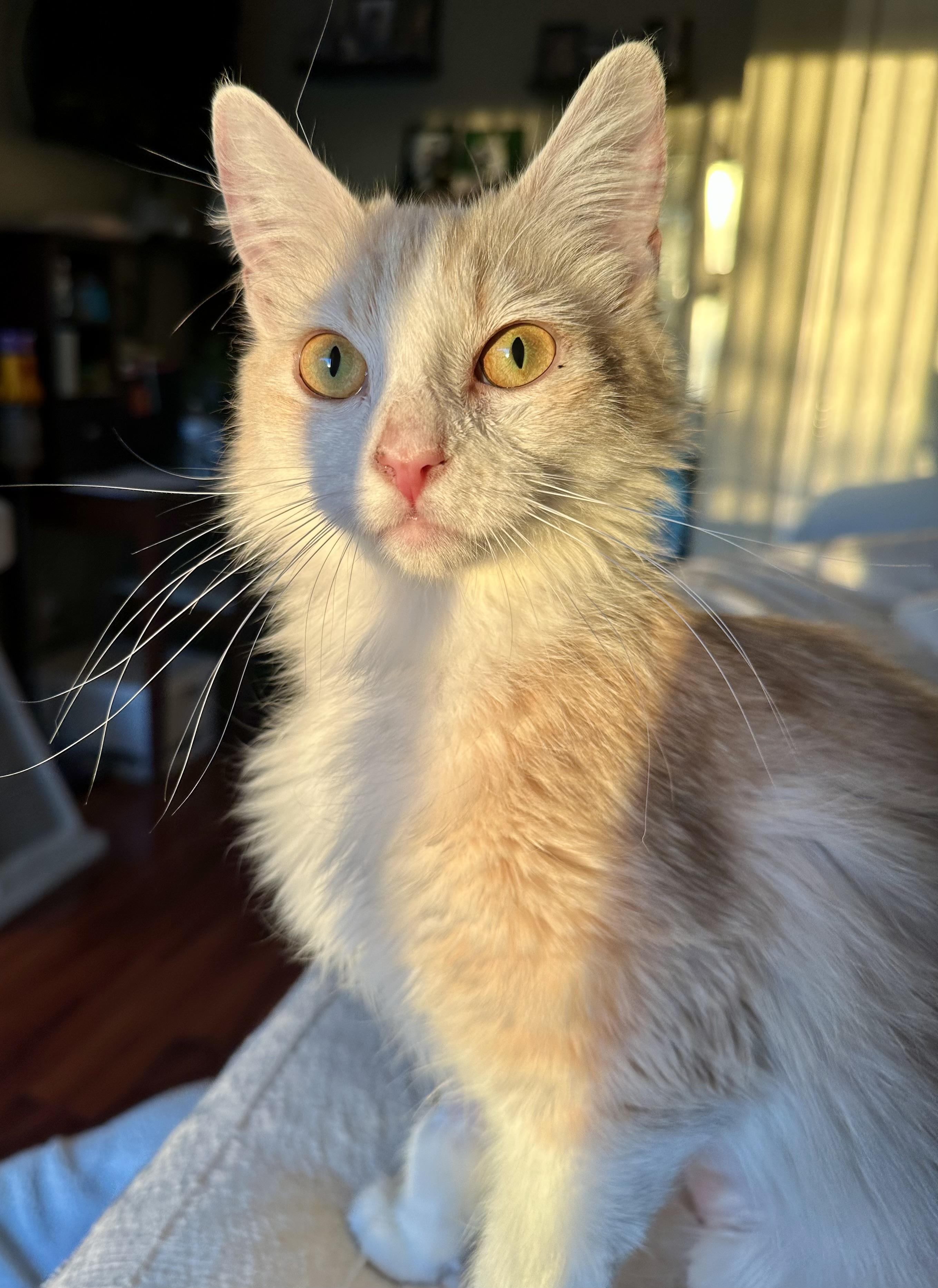 Enlarge Daphne, a ADOPTABLE Domestic Medium Hair in queen creek, AZ image 2/3