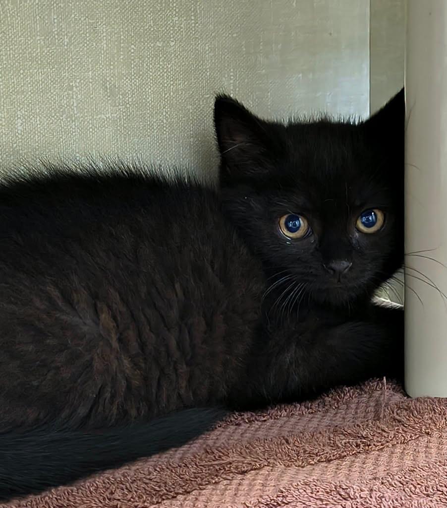 Ferb, ADOPTABLE, Kitten Female Domestic Short Hair.
