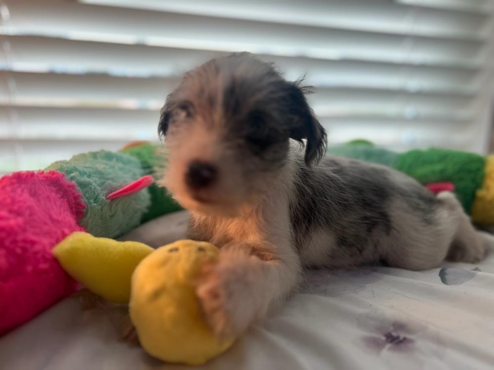 Sugar, Adoptable, Puppy Male Schnauzer.