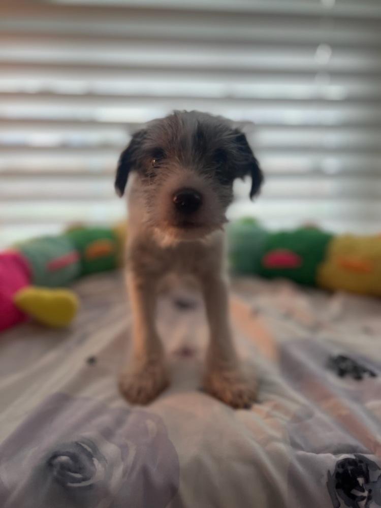 Enlarge Sugar, a Adoptable Schnauzer in Milton, GA image 2/3