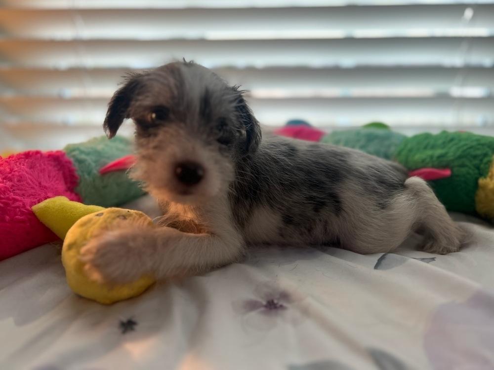 Enlarge Sugar, a Adoptable Schnauzer in Milton, GA image 3/3