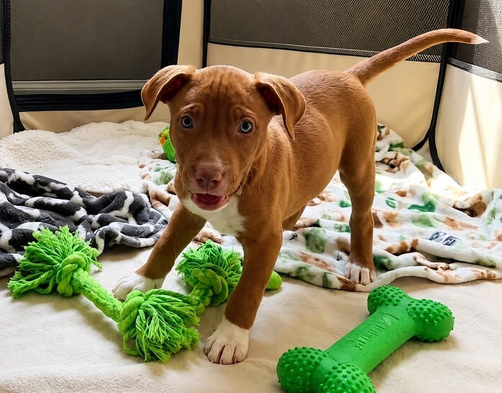 Ollie, Adoptable, Puppy Male Catahoula Leopard Dog & Shepherd.
