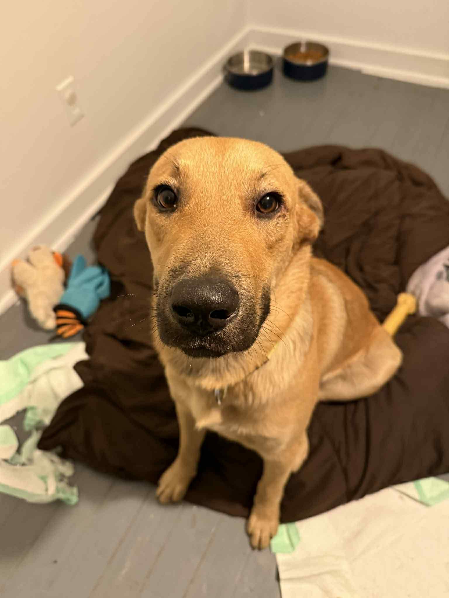 Leo, Adoptable, Adult Male Yellow Labrador Retriever.