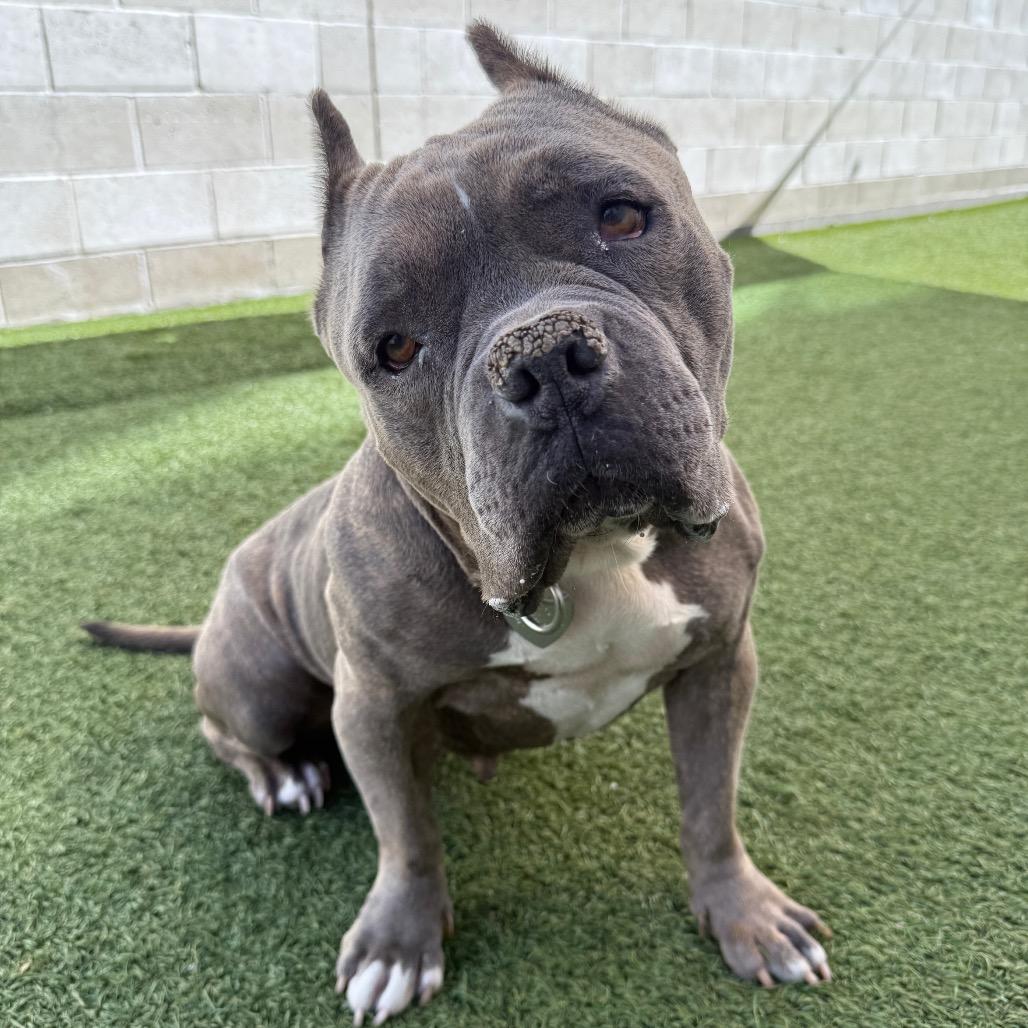 Enlarge Maude, a Adoptable Pit Bull Terrier in Los Angeles, CA image 1/2