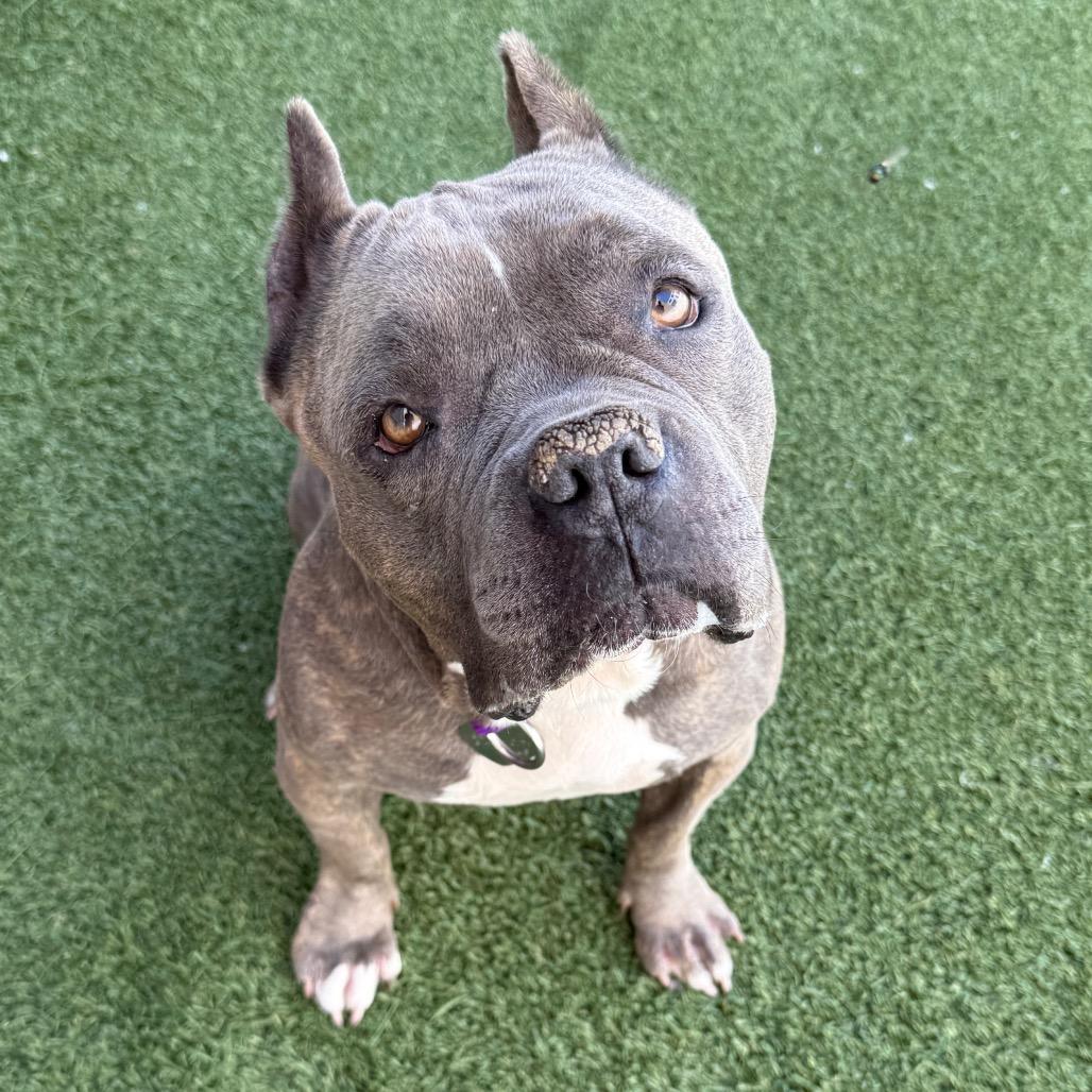 Enlarge Maude, a Adoptable Pit Bull Terrier in Los Angeles, CA image 2/2