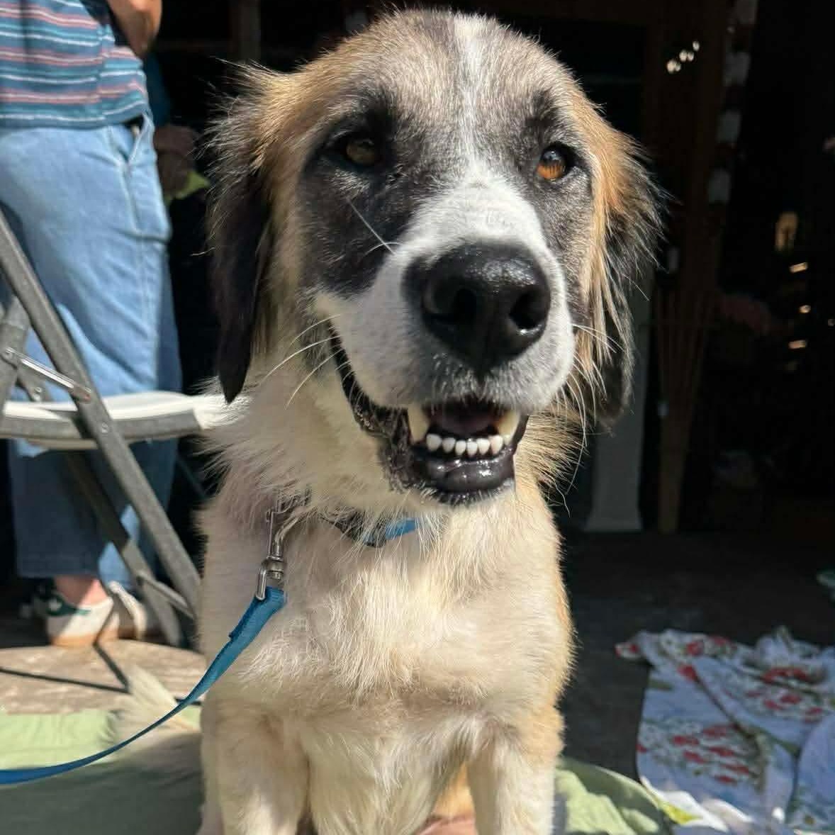 Claire, a Adoptable mixed breed in Wando, SC image 5/6