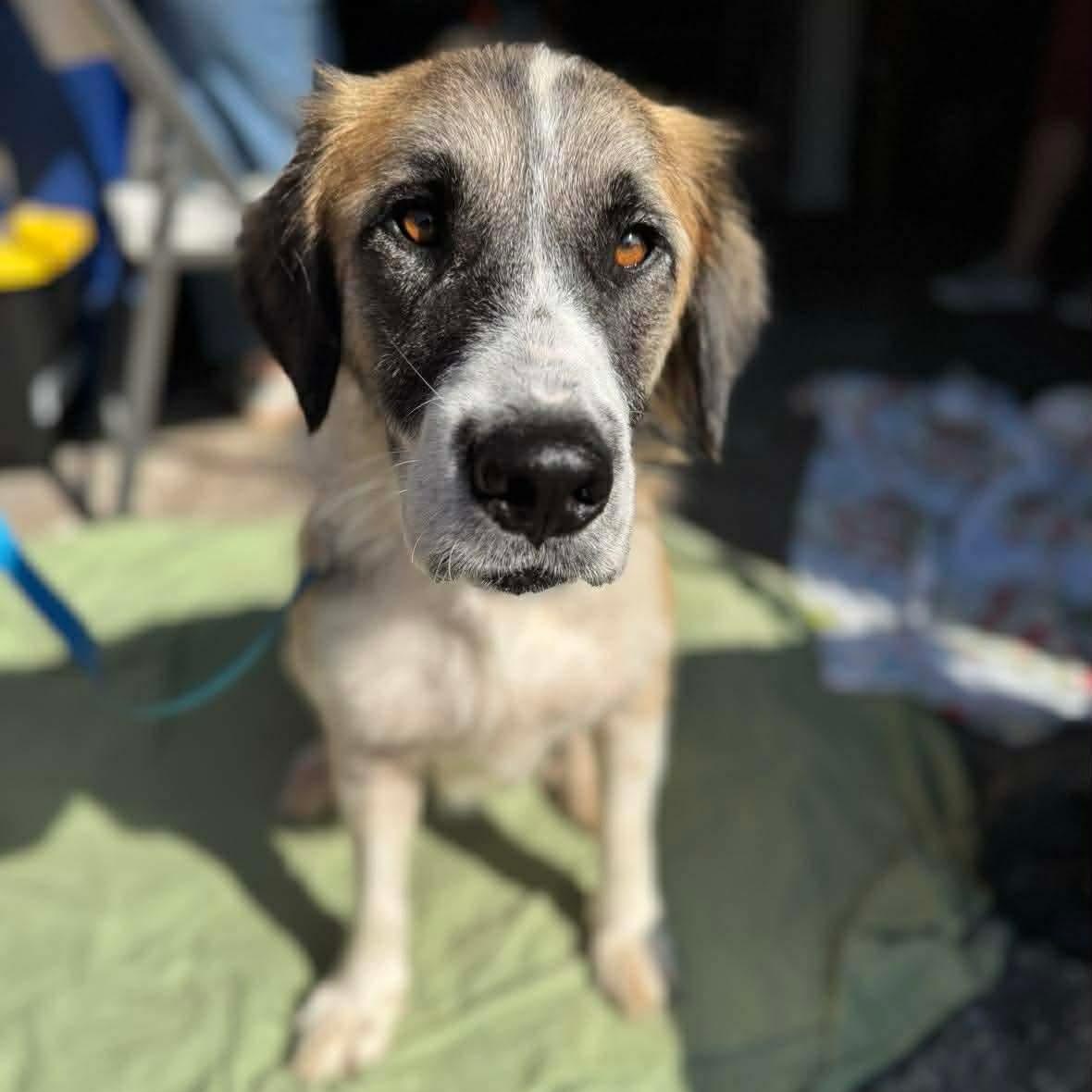 Claire, a Adoptable mixed breed in Wando, SC image 6/6