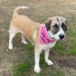 Claire, a Adoptable mixed breed in Wando, SC image 1/6