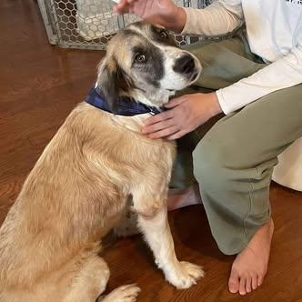 Claire, a Adoptable mixed breed in Wando, SC image 2/6