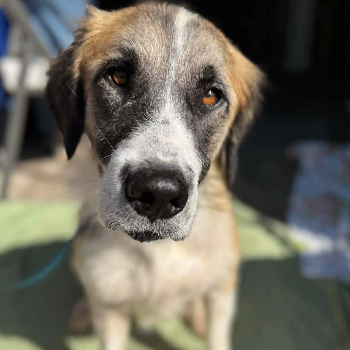 Claire, Adoptable, Adult Female Shepherd & Mixed Breed.