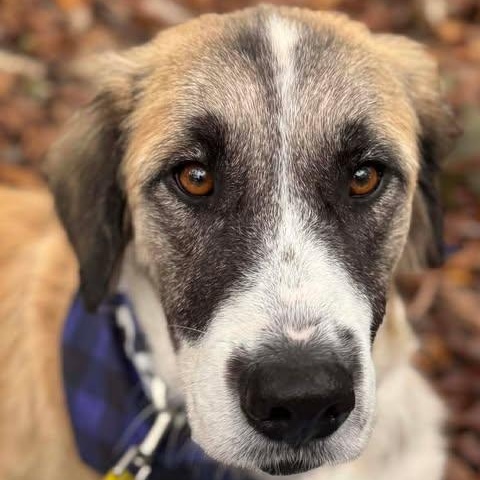 Claire, a Adoptable mixed breed in Wando, SC image 4/6