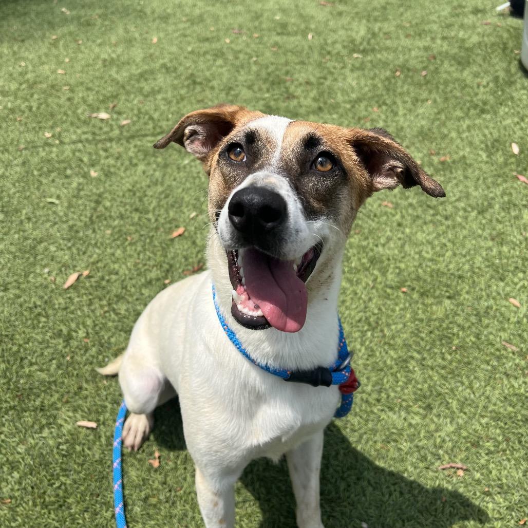 Paloma*, Adoptable, Young Female Mixed Breed & Shepherd.