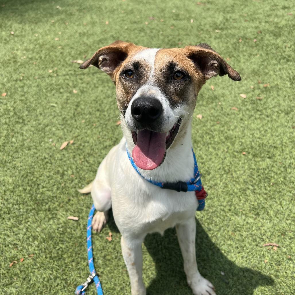 Paloma*, a Adoptable mixed breed in San Gabriel, CA image 2/3