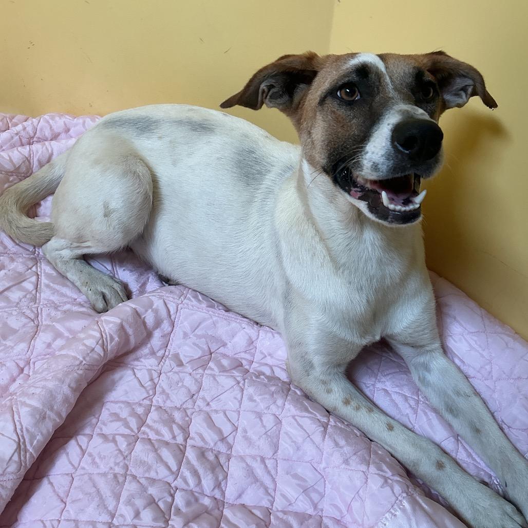 Enlarge Paloma*, a Adoptable mixed breed in San Gabriel, CA image 1/1