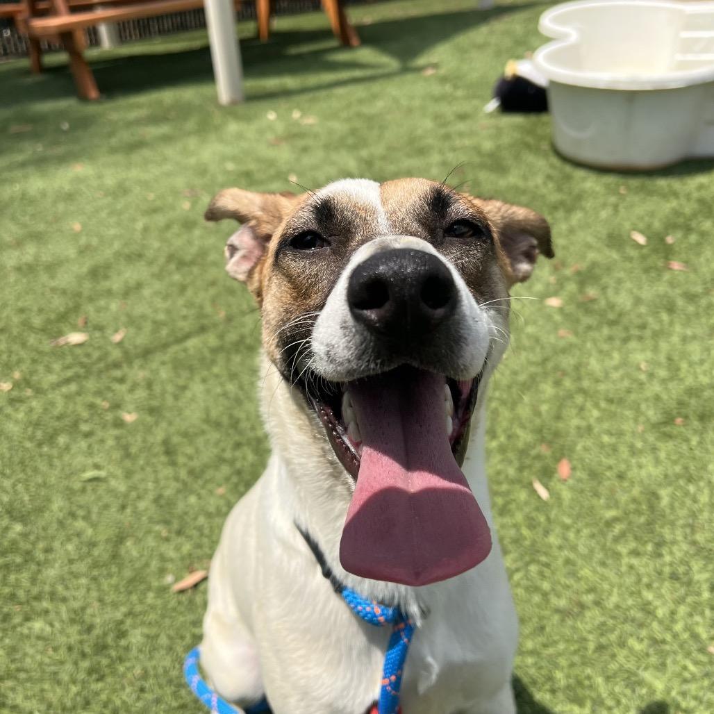 Paloma*, a Adoptable mixed breed in San Gabriel, CA image 3/3