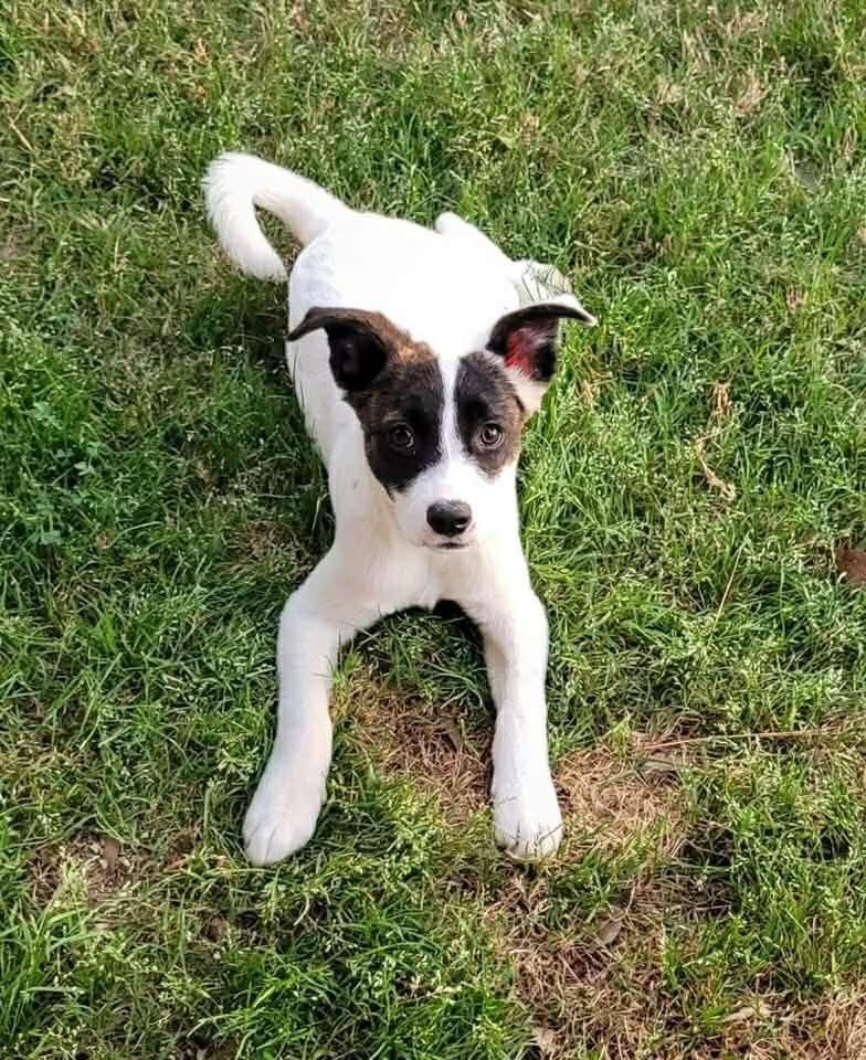 Enlarge Louie, a Adoptable mixed breed in Norfolk, MA image 1/4