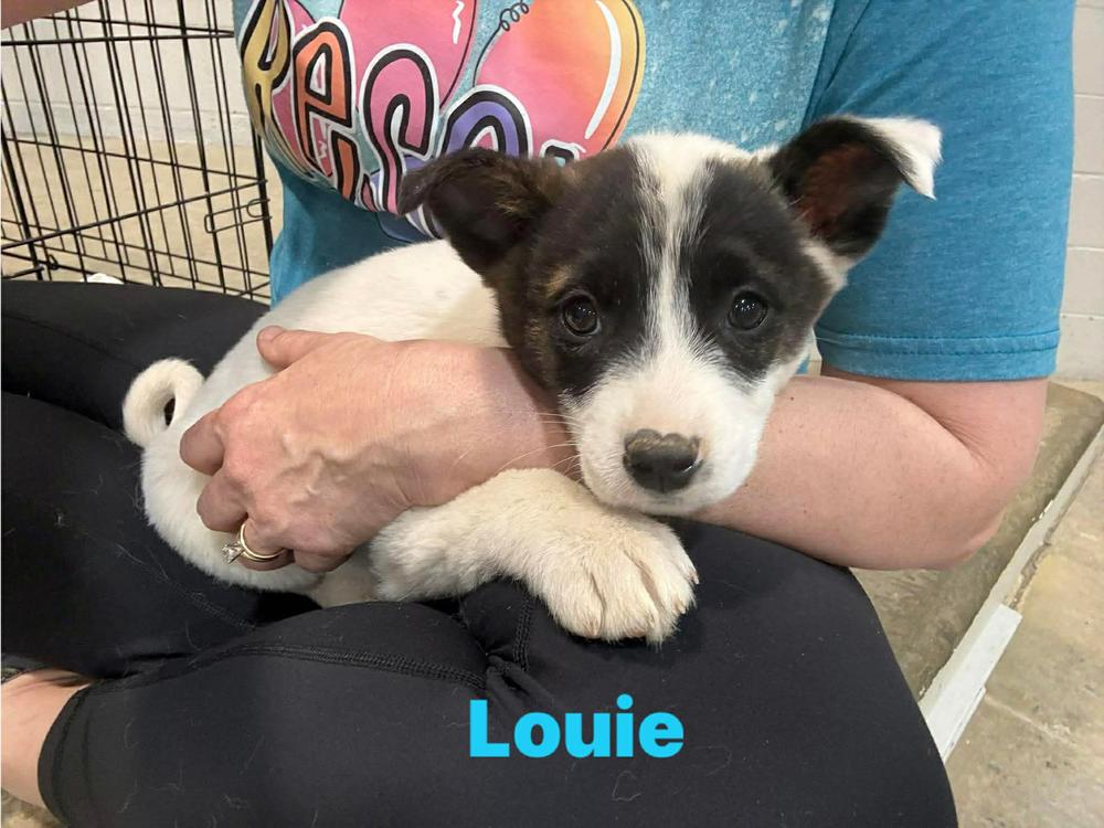 Enlarge Louie, a Adoptable mixed breed in Norfolk, MA image 1/1