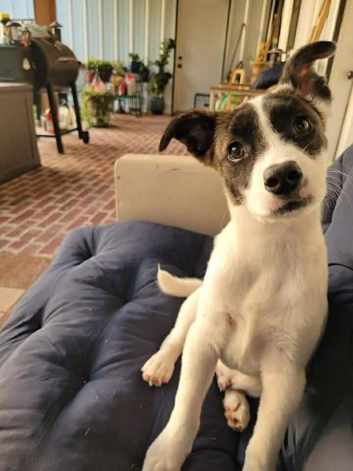 Enlarge Louie, a Adoptable mixed breed in Norfolk, MA image 3/4