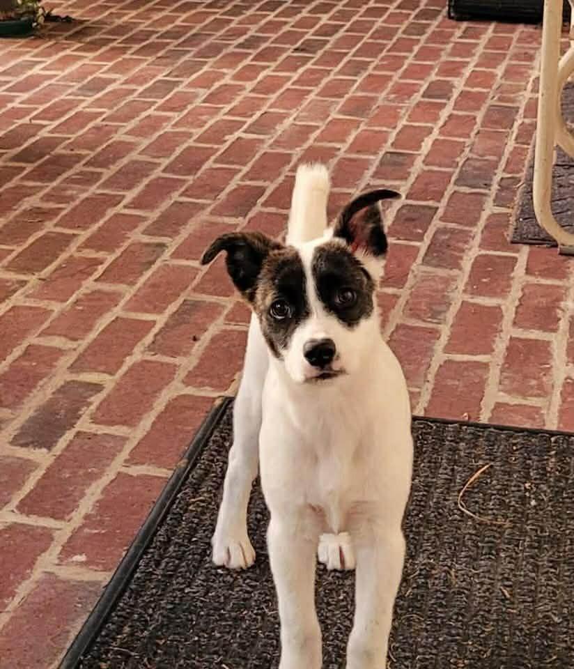 Enlarge Louie, a Adoptable mixed breed in Norfolk, MA image 4/4