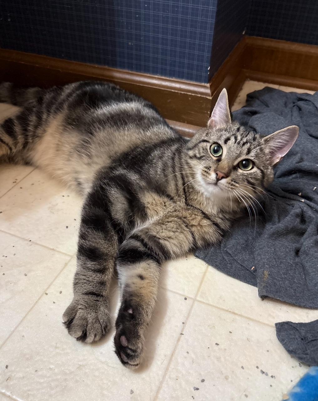 Enlarge Latte with Mocha, a ADOPTABLE Domestic Short Hair in Oberlin, OH image 4/5