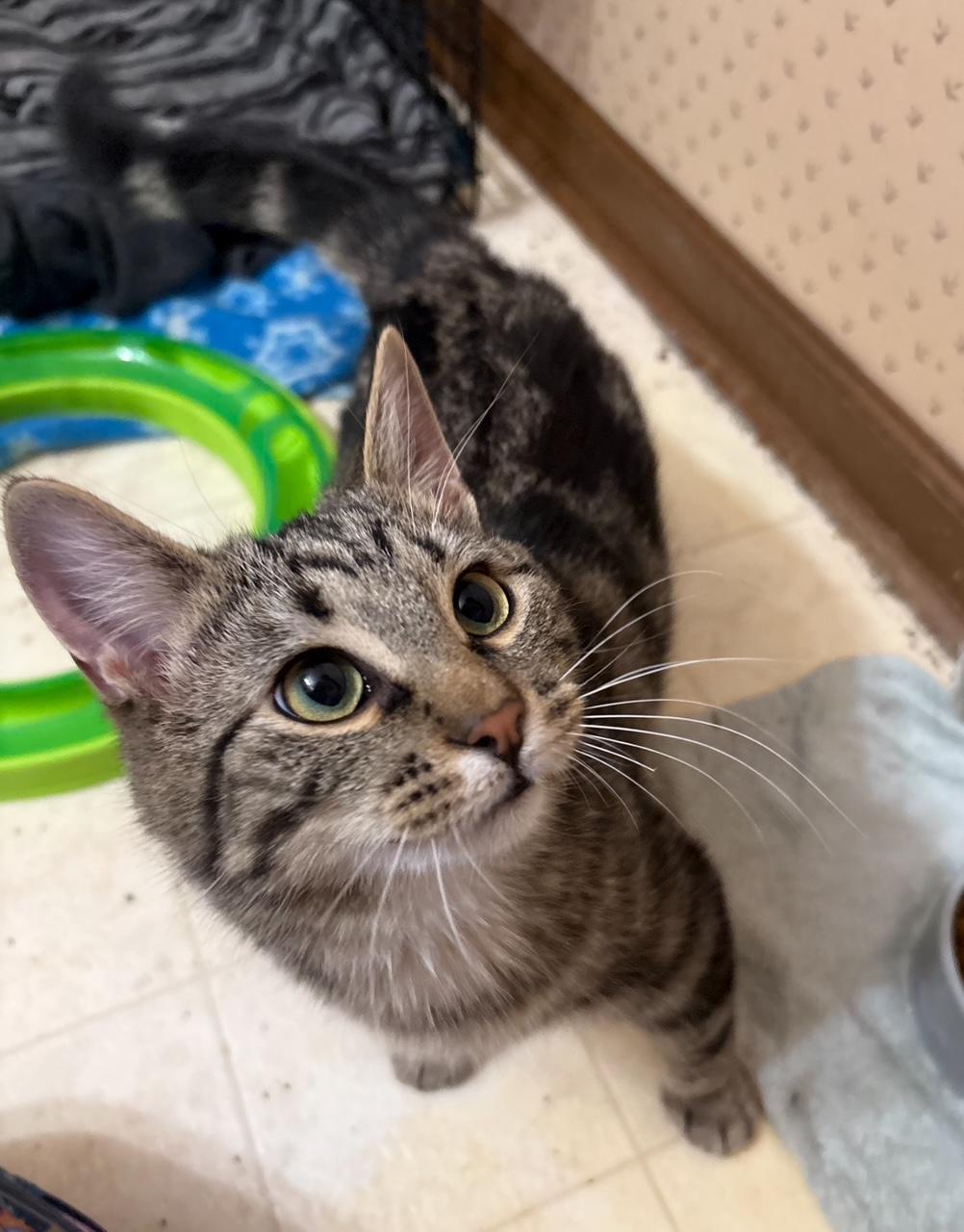 Enlarge Latte with Mocha, a ADOPTABLE Domestic Short Hair in Oberlin, OH image 1/5