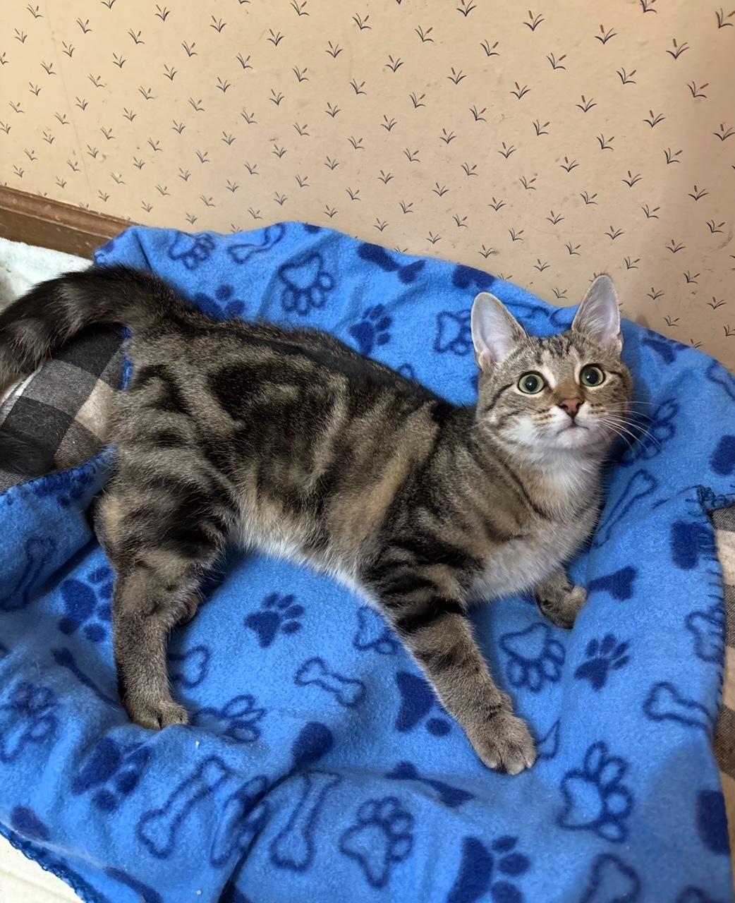 Enlarge Latte with Mocha, a ADOPTABLE Domestic Short Hair in Oberlin, OH image 2/5