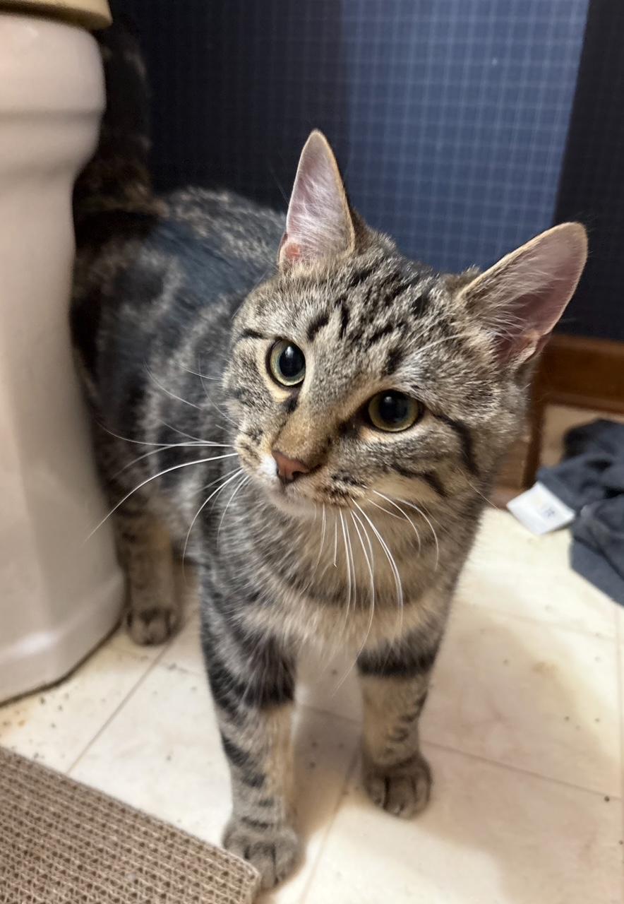 Enlarge Latte with Mocha, a ADOPTABLE Domestic Short Hair in Oberlin, OH image 5/5