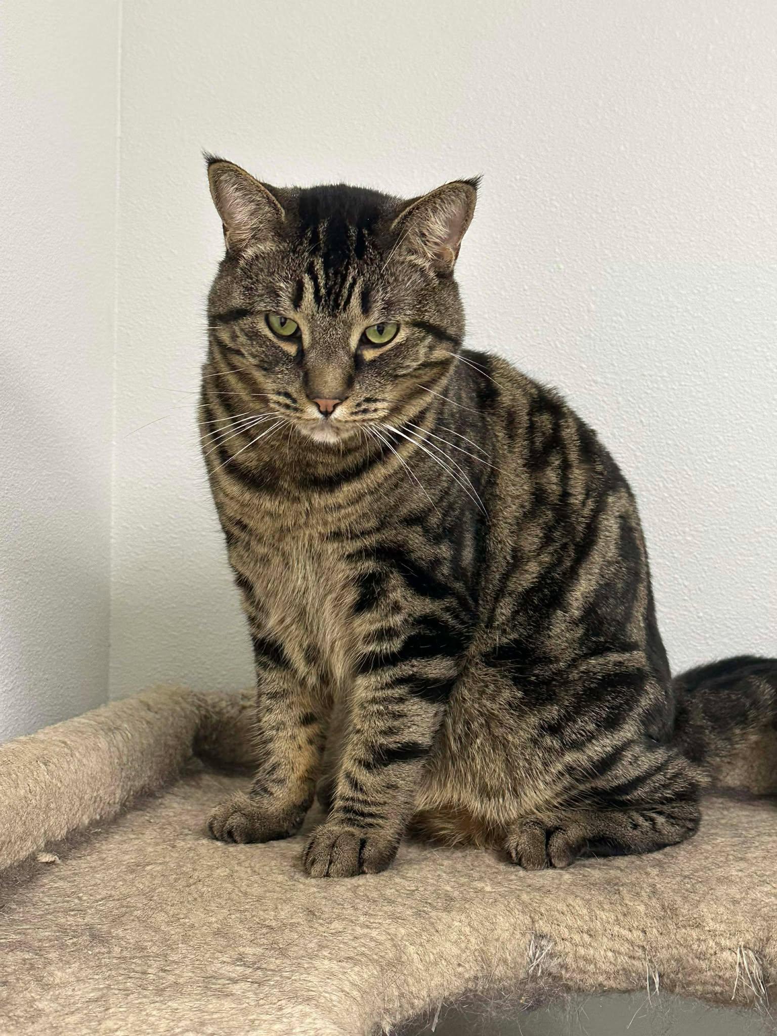 Legolas, Adoptable, Adult Male Domestic Short Hair.