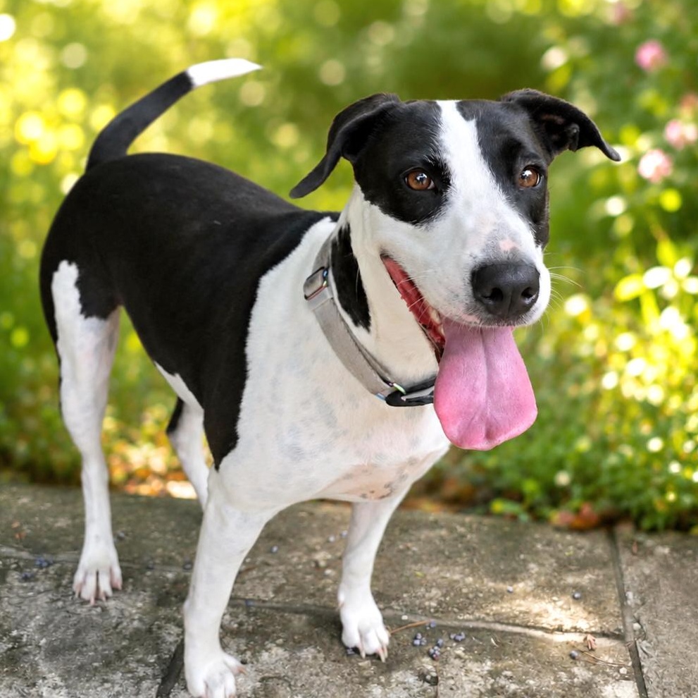 Charity , Adoptable, Young Female Labrador Retriever & Bull Terrier.