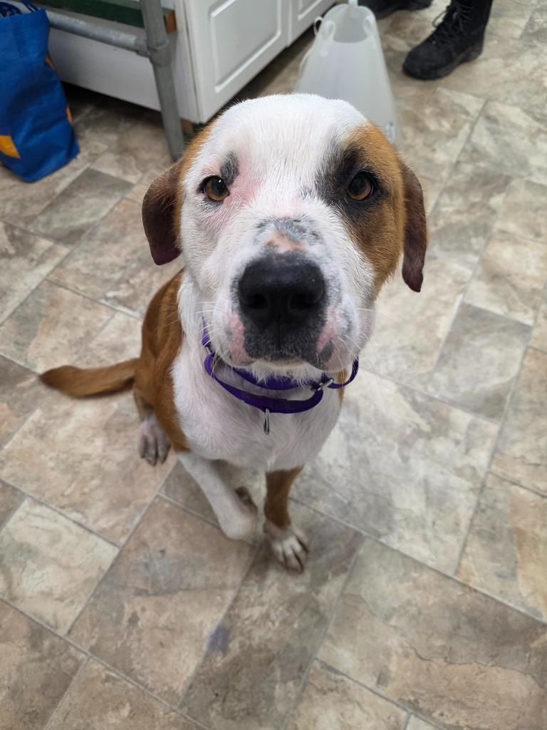 Wally, Adoptable, Young Male Border Collie & Boxer.