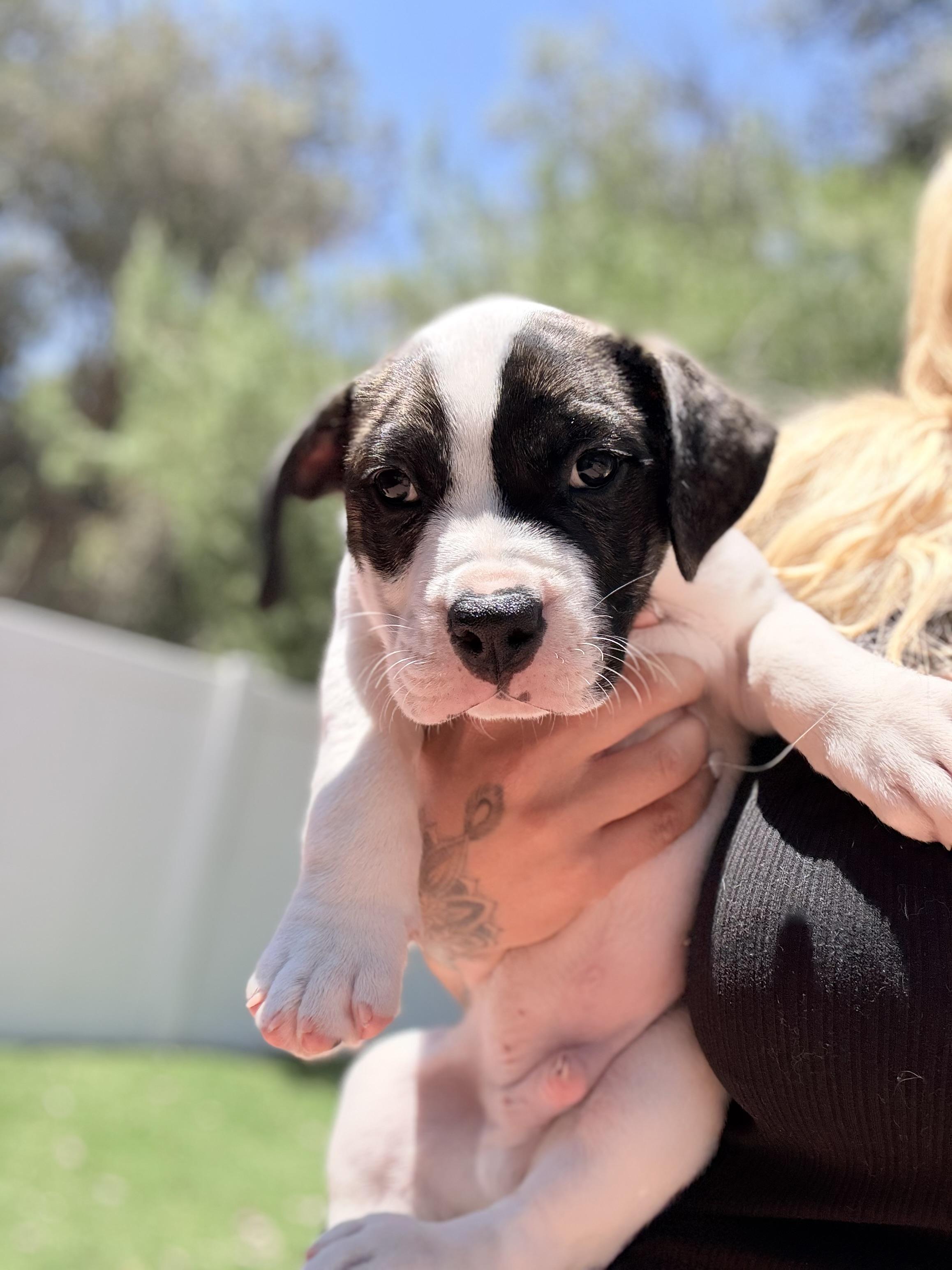 Alfie, a ADOPTABLE mixed breed in Riverside, CA image 1/2