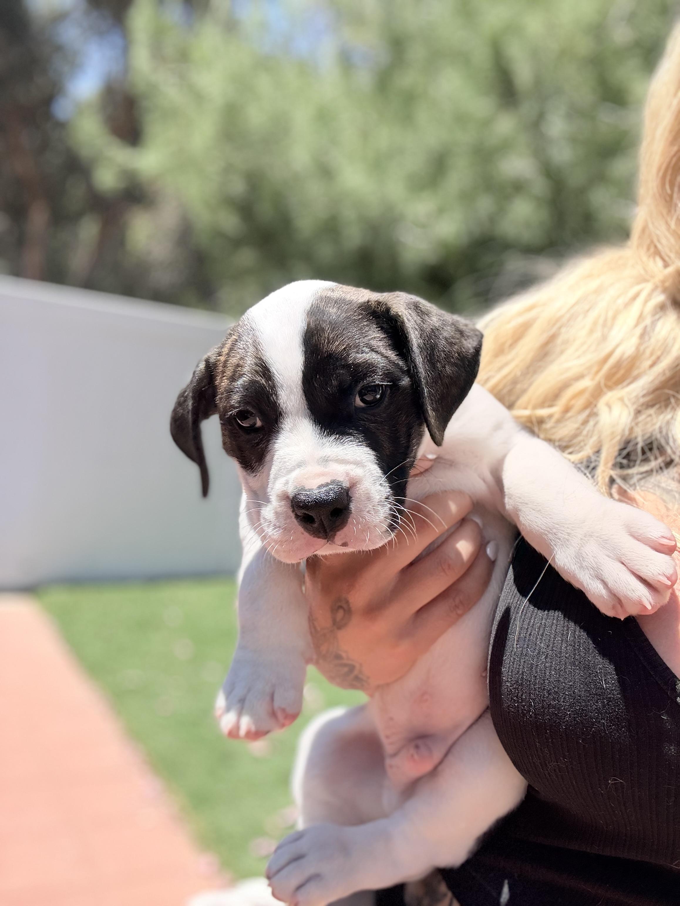 Alfie, a ADOPTABLE mixed breed in Riverside, CA image 2/2