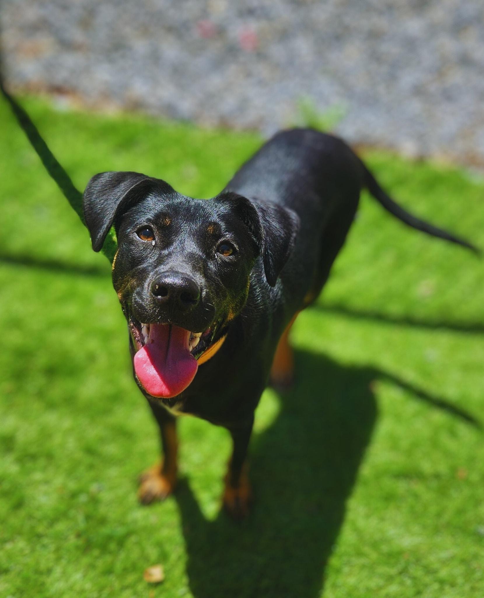 Enlarge Daisy, a Adopted Mixed Breed in Berkeley Springs, WV image 1/4