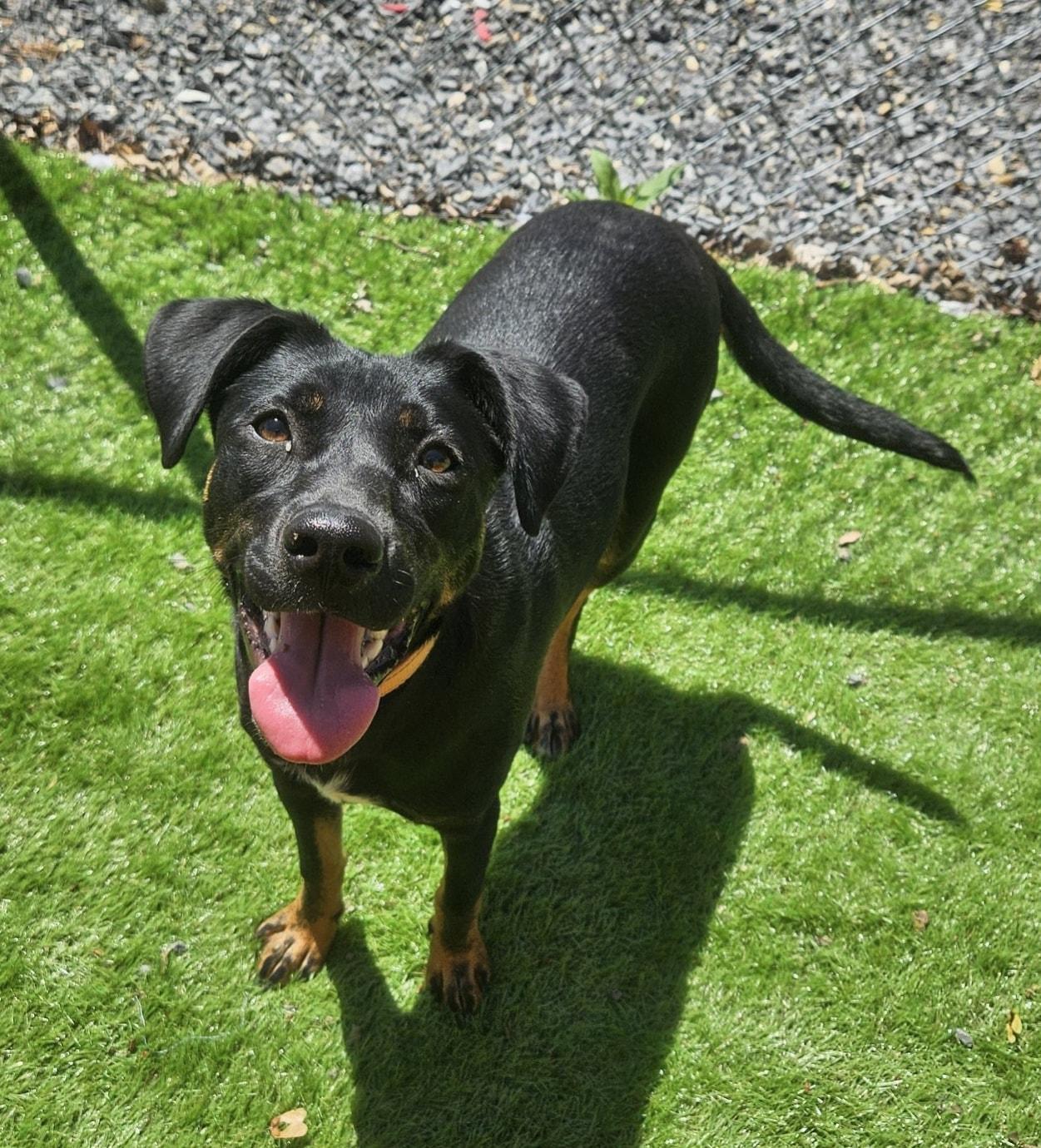 Enlarge Daisy, a Adopted Mixed Breed in Berkeley Springs, WV image 2/4
