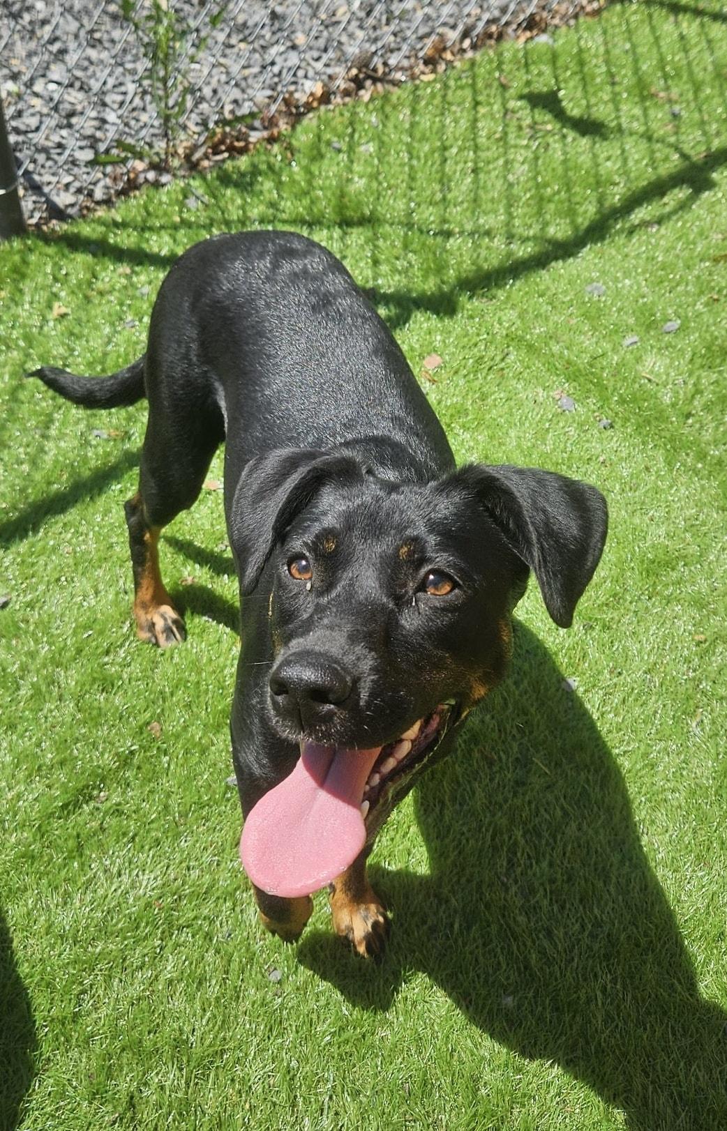 Enlarge Daisy, a Adopted Mixed Breed in Berkeley Springs, WV image 3/4