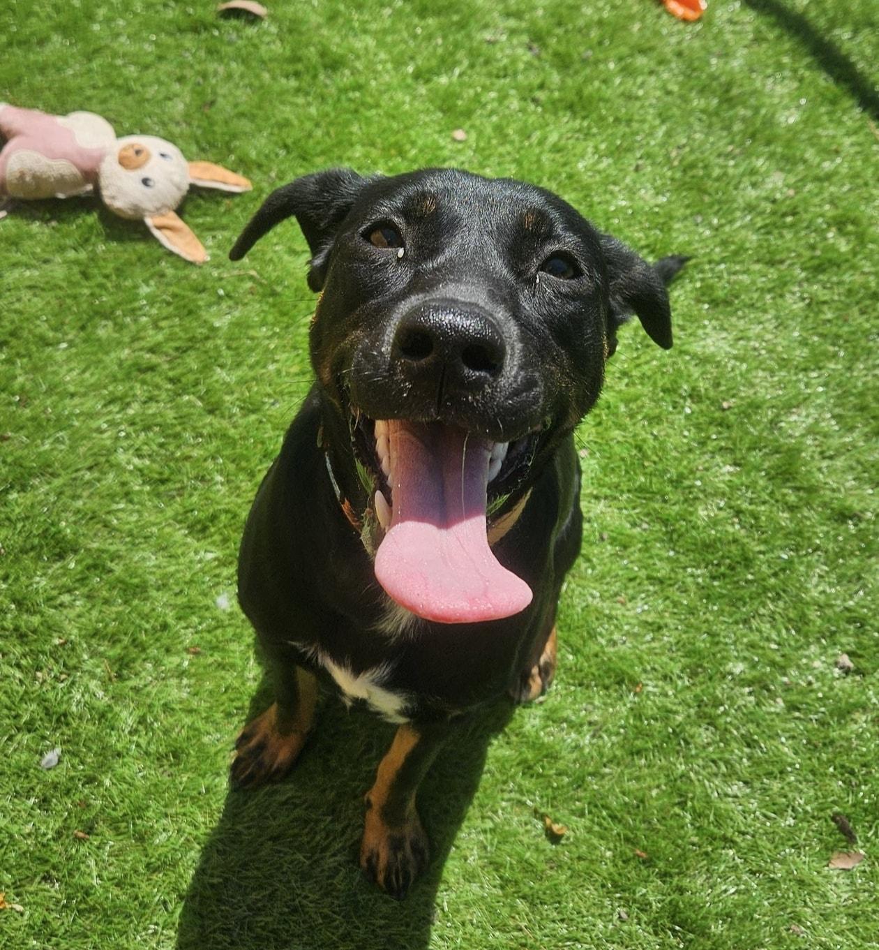 Enlarge Daisy, a Adopted Mixed Breed in Berkeley Springs, WV image 4/4