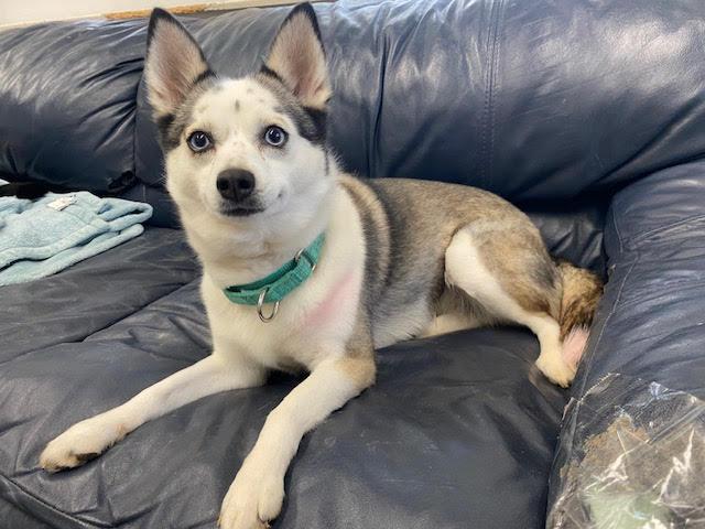 Willow, an adoptable Husky, Pomeranian in Centralia, IL, 62801 | Photo Image 2