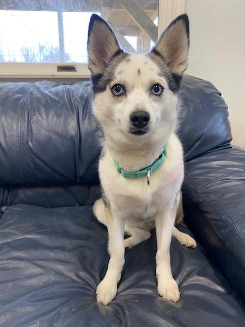 Willow, an adoptable Husky, Pomeranian in Centralia, IL, 62801 | Photo Image 1