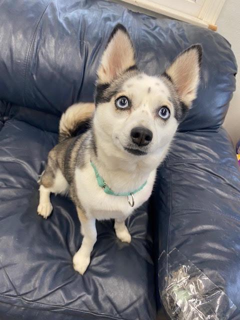 Willow, an adoptable Husky, Pomeranian in Centralia, IL, 62801 | Photo Image 3