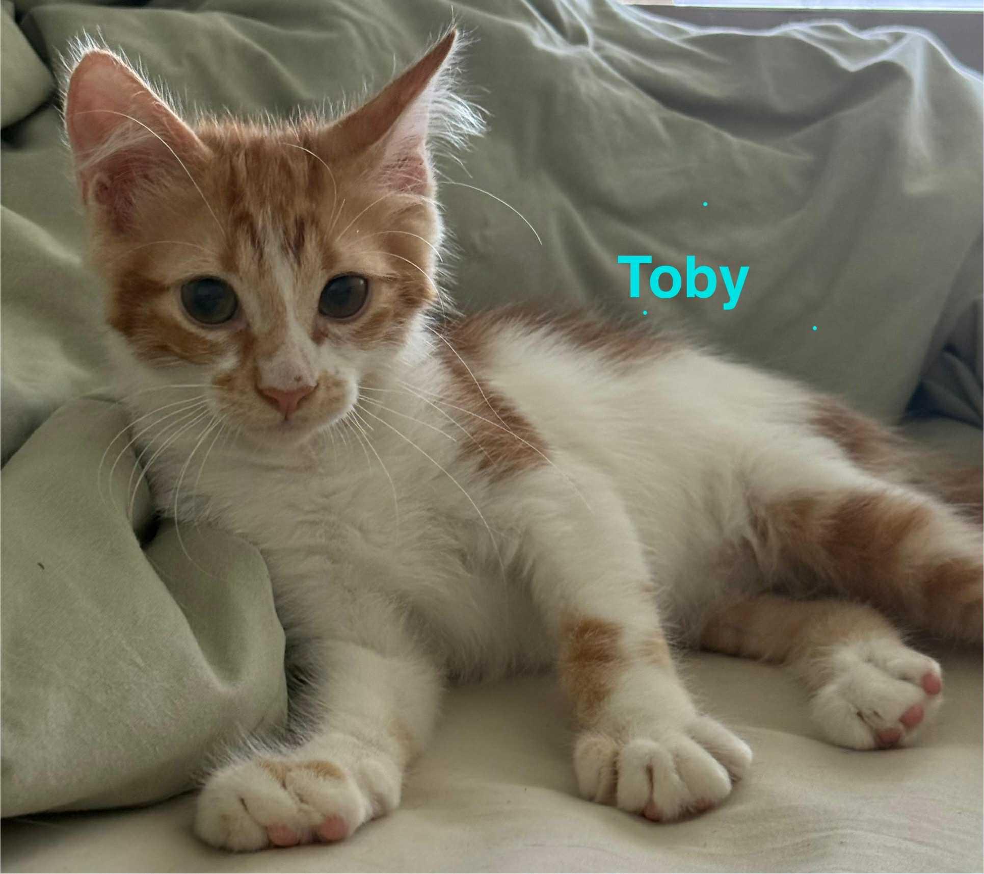 Toby