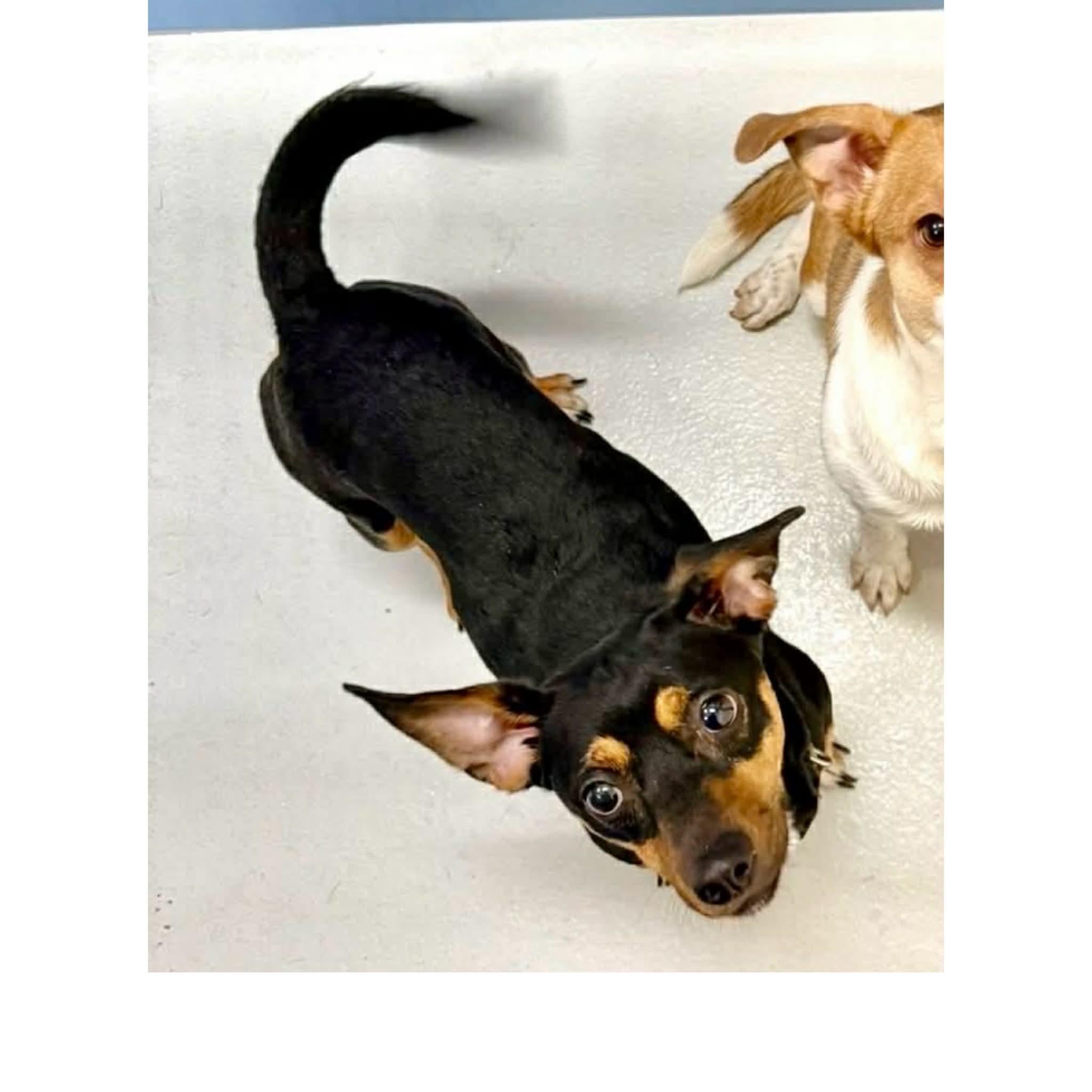 Enlarge Pete, a ADOPTABLE mixed breed in Boulder, CO image 1/2