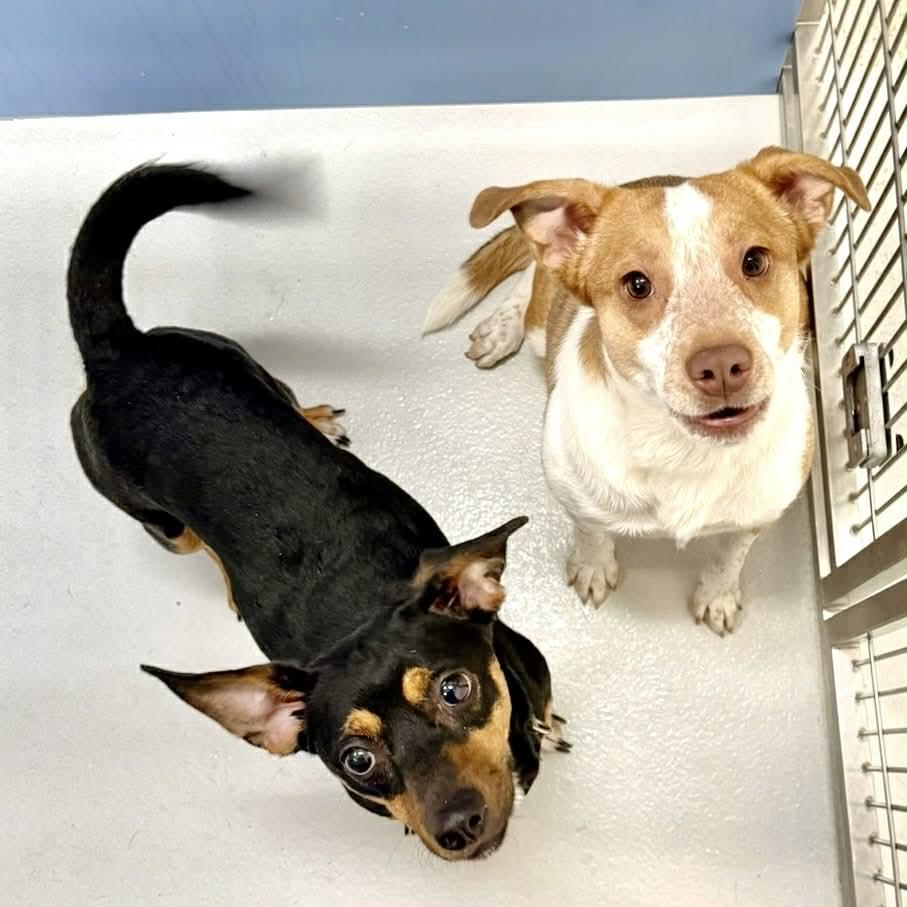 Enlarge Pete, a ADOPTABLE mixed breed in Boulder, CO image 2/2