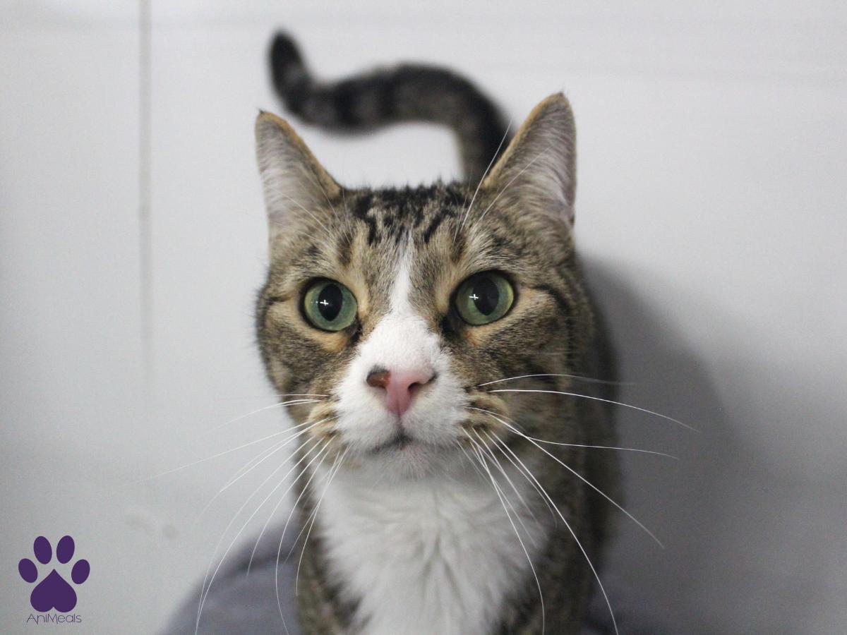 Triceraptops, a Adopted Domestic Short Hair in Missoula, MT image 1/4