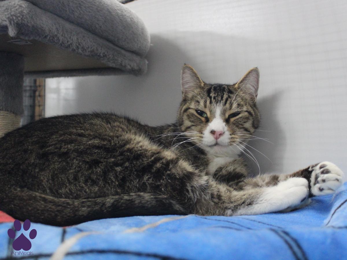 Triceraptops, a Adopted Domestic Short Hair in Missoula, MT image 4/4