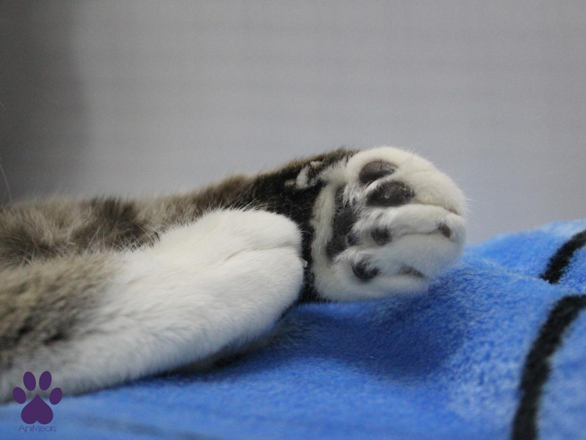 Triceraptops, a Adopted Domestic Short Hair in Missoula, MT image 3/4